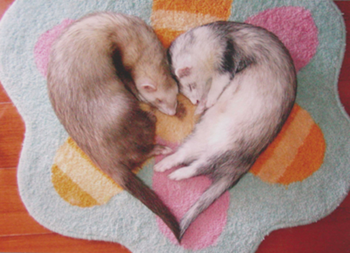 Ferrets in love